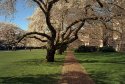 University Of Washington Quad, Spring 2010