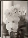 Soft Orchidea. 2.