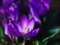 MSA: Spring Blessing