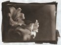 Vbd Print From Glass Plate