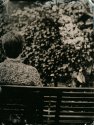 Wet Plate Collodion BGA