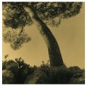 Pine Tree