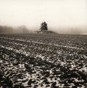 Trees In Receding Snow