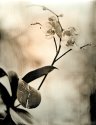 Orchids