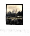 Reeds #1