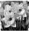 The Blessing Of Spring