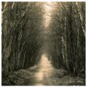 Vallin Forest