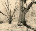 Oak-tree Web