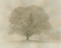 Tree-in-snow-storm-2010 Web