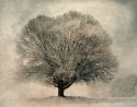 Oak Tree In Snow