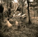 Spring In Lith