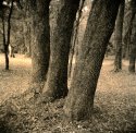 Backyard Lith 20