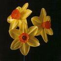 Daffodils