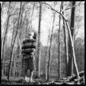 If You Go Down To The Woods Today *