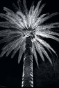 Garden Palm