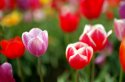 Tulip 21