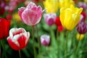 Tulip 23
