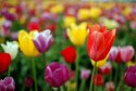 Tulip 26