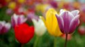 Tulip 27b