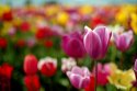 Tulip 33