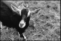 Curious Goat