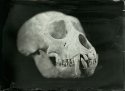 Vervet Monkey Skull