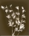 Forsythia