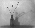 Dead Poppy Heads - Paper Negative