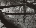 Forest Rhythms #3