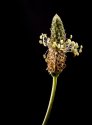 Seeds