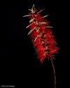 Weeping Bottlebrush
