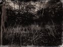 Collodion Landscape