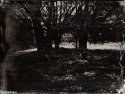 Collodion Landscape 3