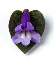 I Love Paulownia