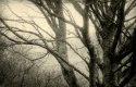 Beach Branches