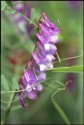 Vetch