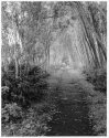 Woods At Ecos Centre