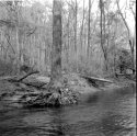 Creek Side Tree