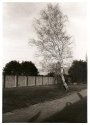 Tree (sachsenhausen Concentration Camp)