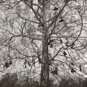 Boot Tree - Little Things