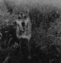Sadie Evening