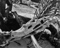 Driftwood On Hunting Island Beach