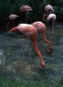 Flamingos, Sacramento Zoo