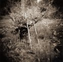 Ladder, Orchard, Short Cut Road