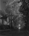 Night Sycamores