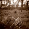 Wakulla Forest