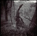 Forrest Of Trolls...01