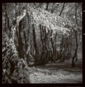 Forrest Of Trolls...03