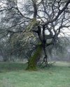 Mossy Tree