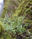 Grass Growing In A Tree